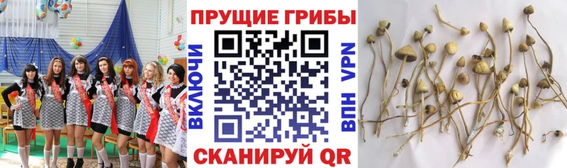 Купить закладки  Бахчисарай  Галлюциногенные грибы прущие грибы 